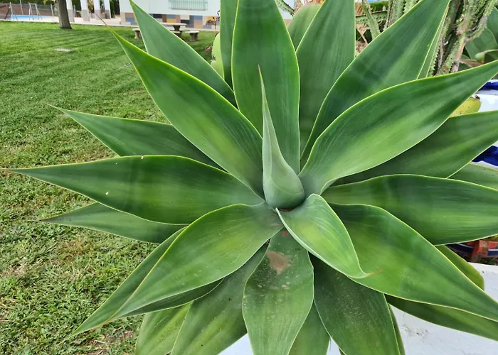 Finca Santo Domingo Sevilla